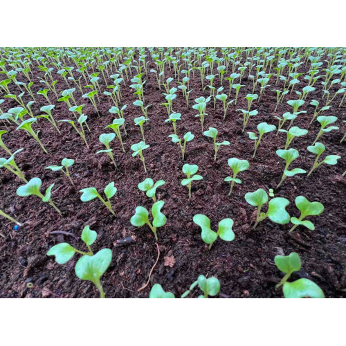 Торф Solvika Peat Moss 250л 0-6